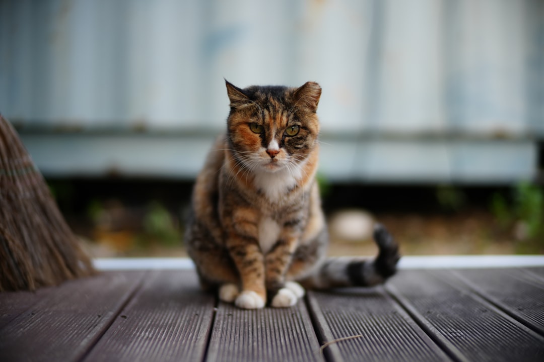 a-calico-cat-sits-on-a-wooden-deck-wj1lvyypsa0