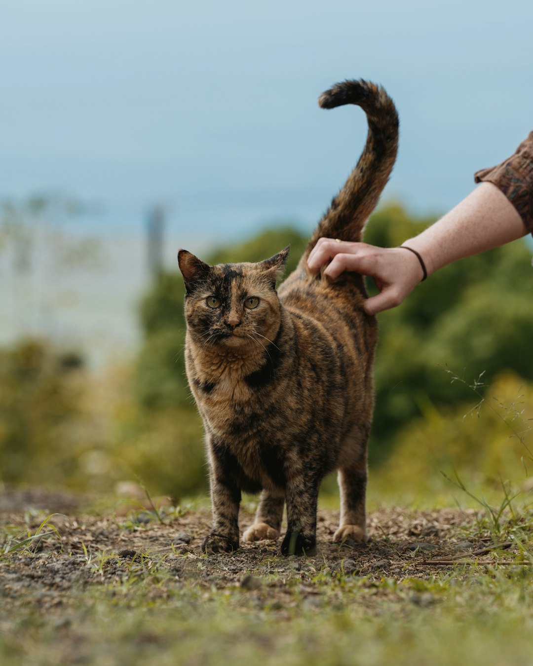 a-person-petting-a-tortoiseshell-cat-outdoors-jktj-je2nnw