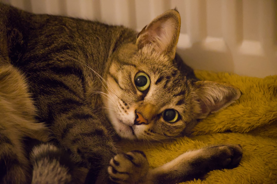 a-tabby-cat-rests-on-a-fuzzy-blanket-nblcyjddwh8