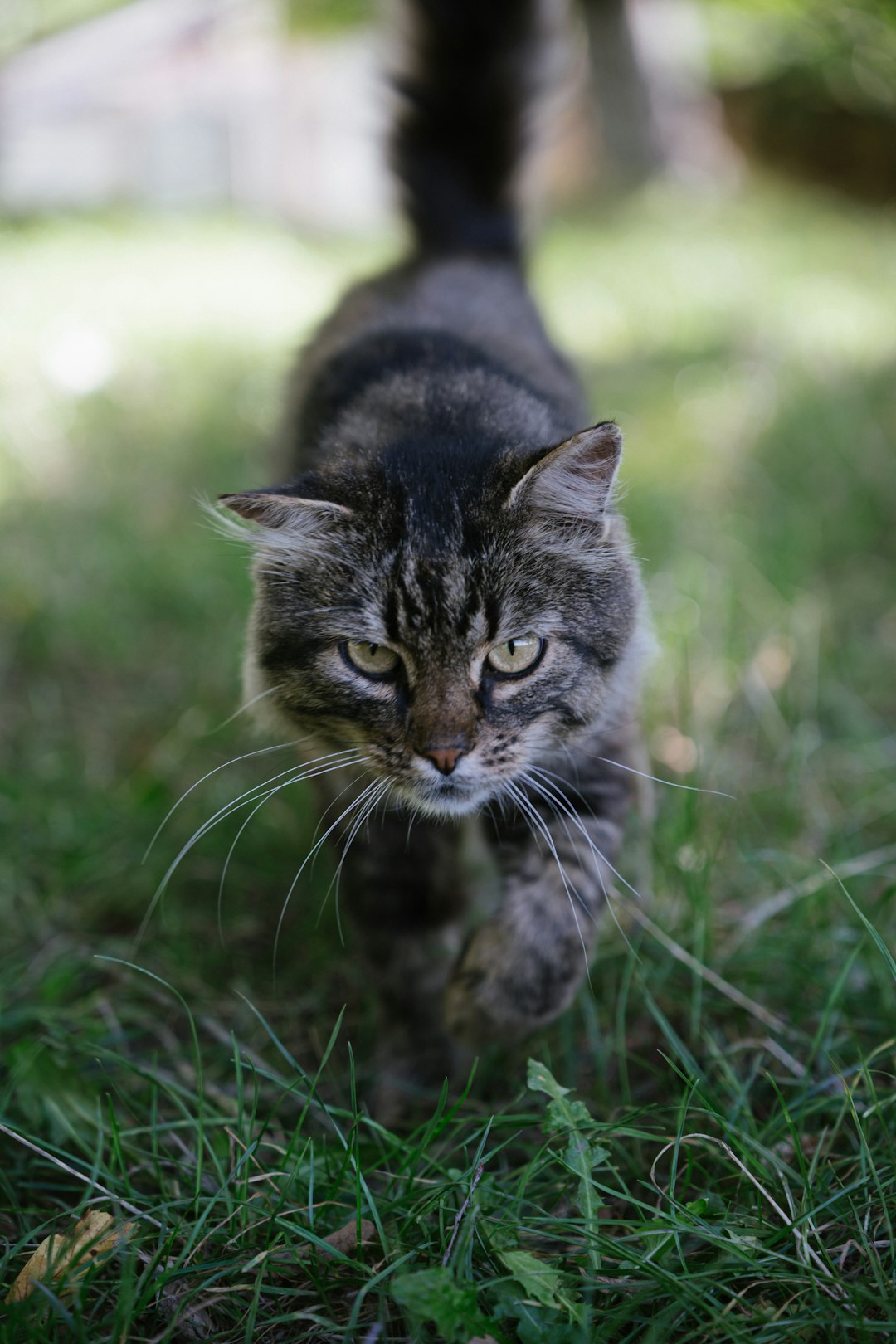 a-tabby-cat-walks-through-green-grass-0edzyi9b95g