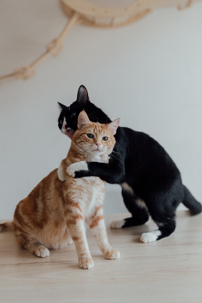 Cute tabby and tuxedo cats showing affection while cuddling indoors.