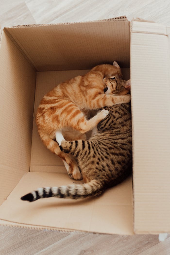 Two kittens playfully snuggle in a cardboard box, showcasing their adorable bond.