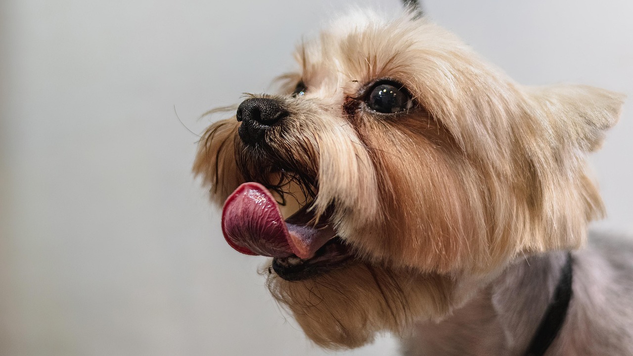 dog, grooming, professional, haircut, animal, nature, pet care, pet, canine, dog haircut, domestic animal